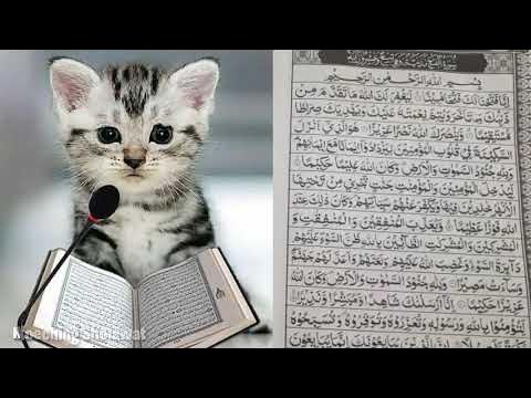 Котик читает коран фото