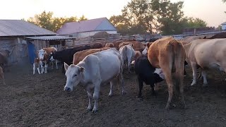 видео: Малдан пайда барма???? картинка: Малдан пайда барма????