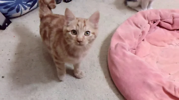 Video 1305251: japanese bobtail kittens born, tabby kitten