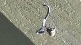 Cob Web Spider Vs Snake