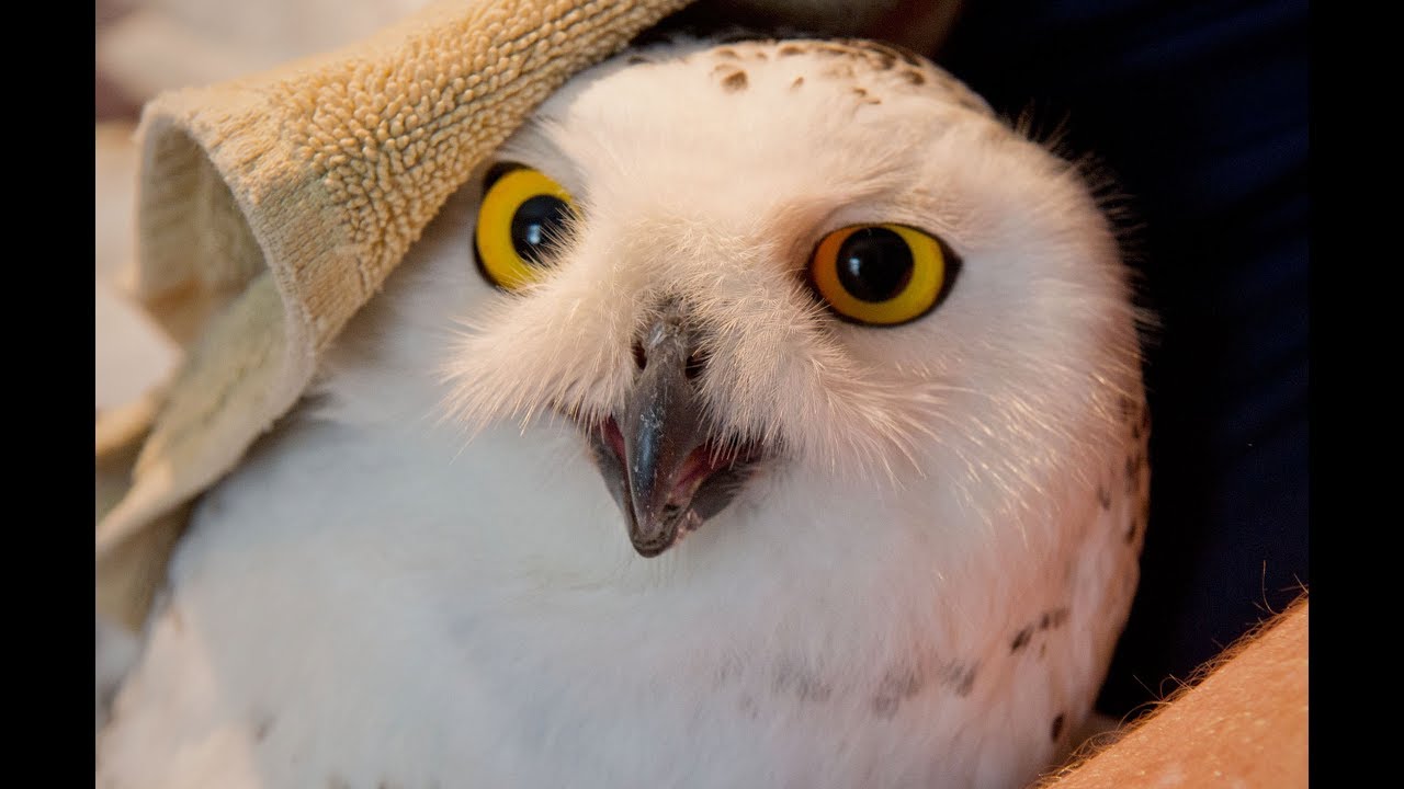 Snowy Owl Banding watertown wisconsin