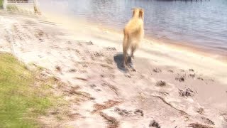 Dog comes face-to-face with manatees in Orange Beach