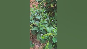 Cây vòi voi – vị thuốc quanh vườn nhưng ít ai để ý!👉 Giảm sưng viêm, nhức mỏi xương khớp  #thaoduoc