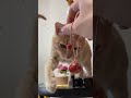 LET'S GO!! #cat #catvideos #cute #ちゃちゃまる