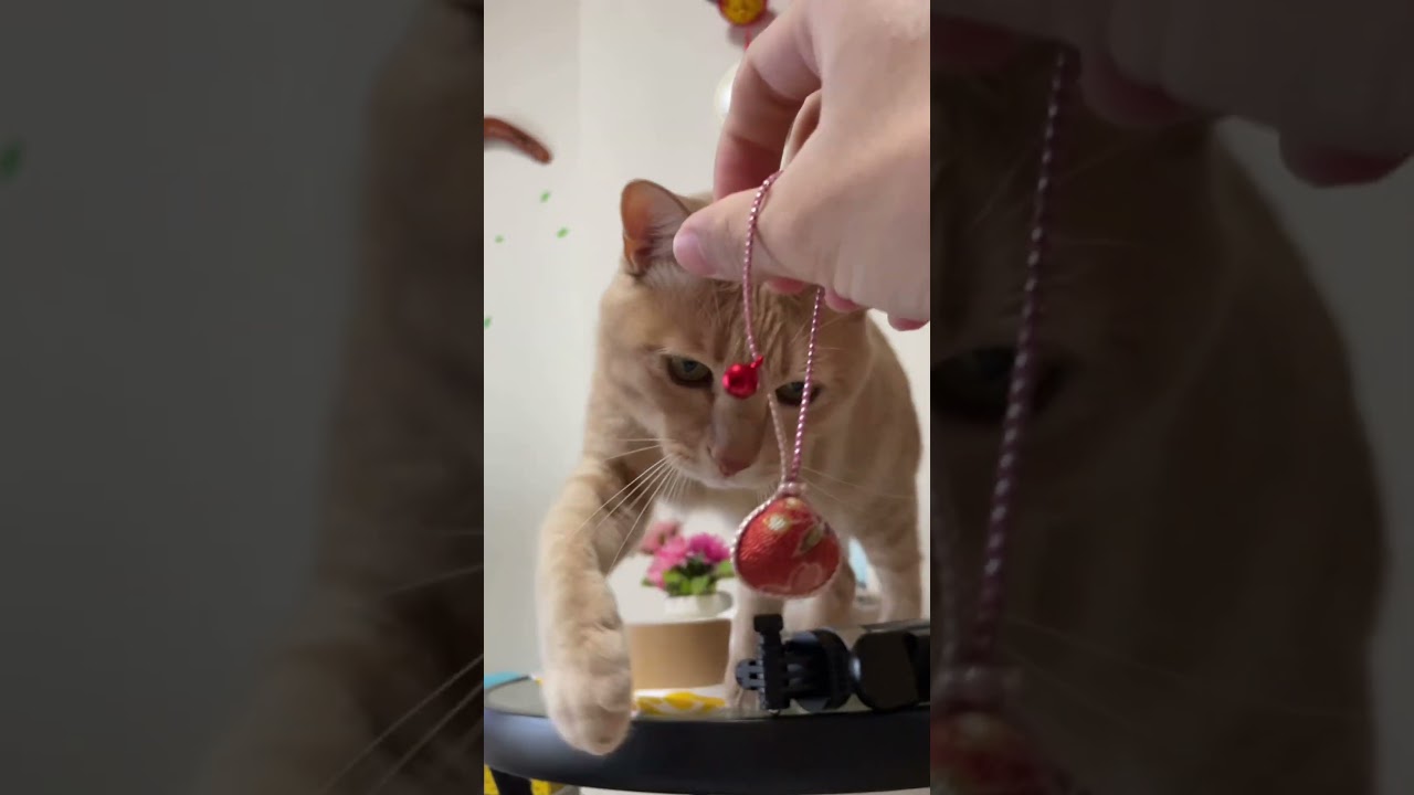 LET'S GO!! #cat #catvideos #cute #ちゃちゃまる