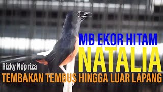 NATALIA Si Ekor Hitam, Tembakan Tembus Hingga Luar Lapangan