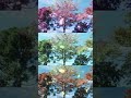 @meu sítio meu paraíso 2379