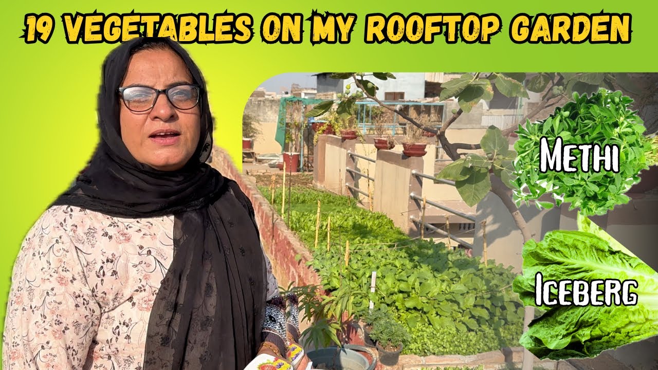 19 Vegetable Rooftop Garden Tour | Planting Iceberg & Methi