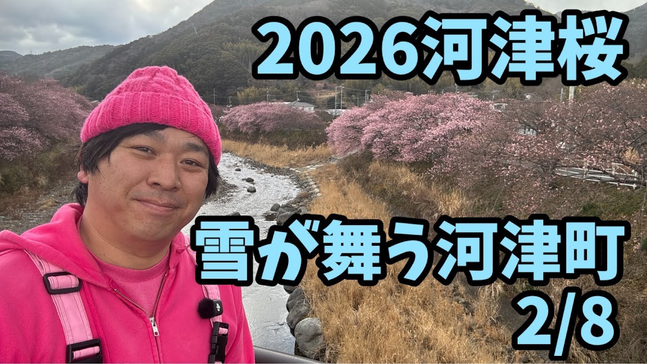 2026 Kawazu Cherry Blossoms] 2/8 Snow falling in Kawazu Town Live