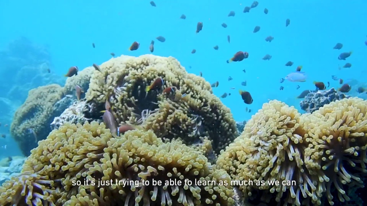 Study Marine Biology at Flinders