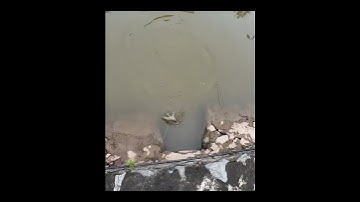 Bắn Cá Ná cao su #banca #slingshot #fish