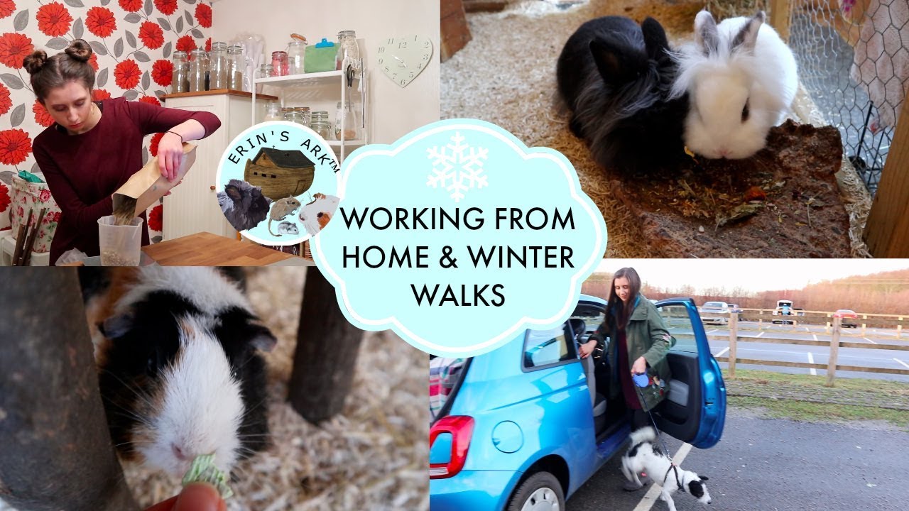 petco hours Working From Home & Winter Walks