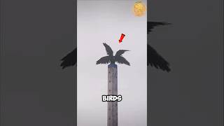 Crow Clones Itself?! Watch This Insane Animal Moment!