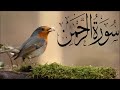 Surah rahman  ep  00359 by qari talha zain   55 beautiful recitation  edited7209