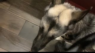 Asian buffet service dog access issue