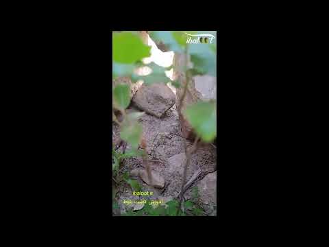 جوانه درخت بلوط بعد از سه سال