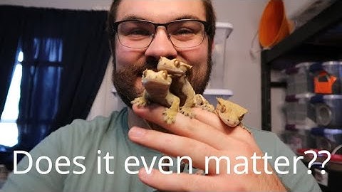 Crested Gecko Structure:  Is it important????
