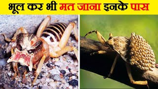 दुनिया के सबसे खतरनाक कीड़े । Most Dangerous Insects in the World