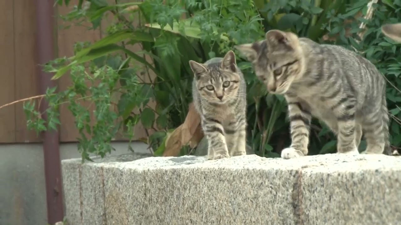 佐柳島の猫たち