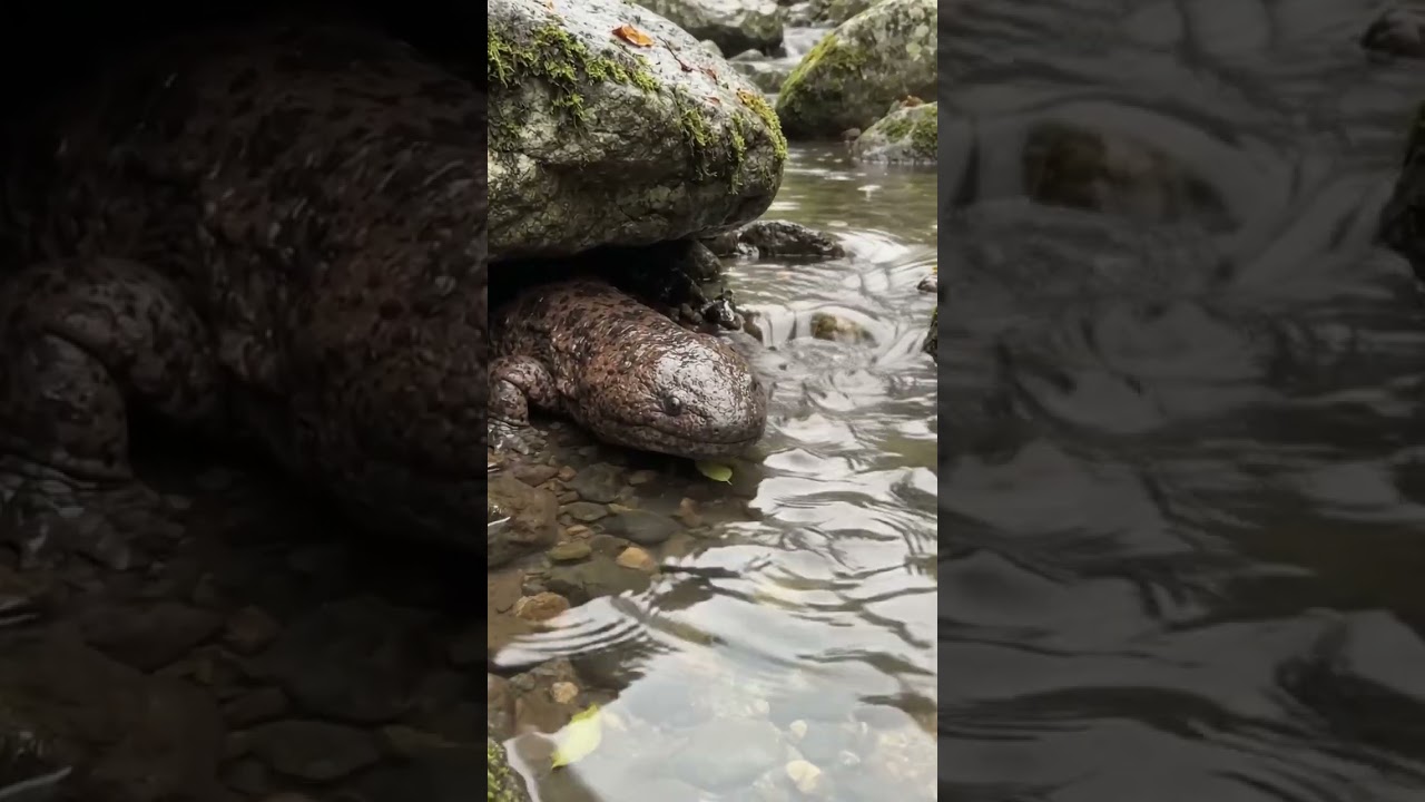 Regardez Rare Giant Salamander Found in a Japanese River 😳 | Wildlife #Shorts sur YouTube Regardez Rare Giant Salamander Found in a Japanese River 😳 | Wildlife #Shorts sur YouTube