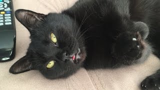Чёрная кошка Чёрная кошка
