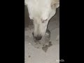 Dog lover #dog #trending #dogs #cat #animals
