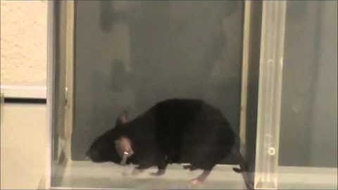 The Secret of the Itch