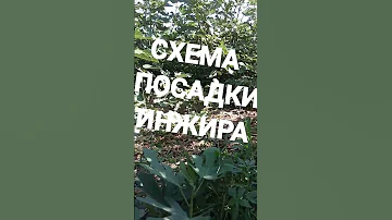 Схема посадки инжира. Больше солнца и пространства!