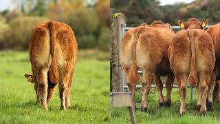 Gerrygullinane Pedigree Limousins