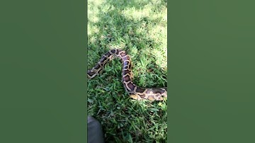 BURMESE Python handling #snake #burmesepython