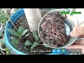 ماذا يحدث عند إضافة ديدان الأرض إلى تربة النباتات