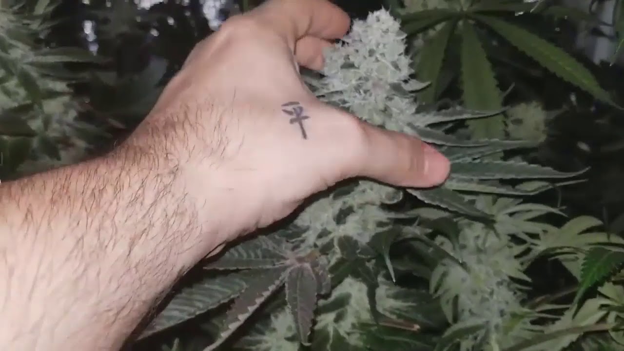 2 48 pounds Dry marijuana from 575w LED Time Lapse Grow