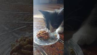 Котенок первый раз кушает корм - смешные животные
