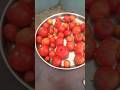plucking tomatoes 🍅 #flowers #gardeing #viralshorts