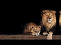 My Boy Arlo – She's My Lioness (Official Lyric Video)