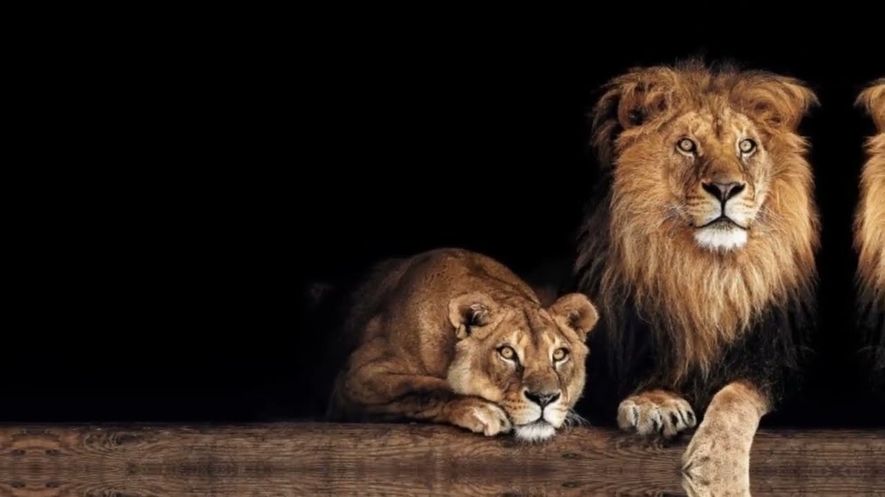 My Boy Arlo – She's My Lioness (Official Lyric Video)