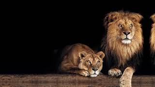 My Boy Arlo – She's My Lioness (Official Lyric Video)