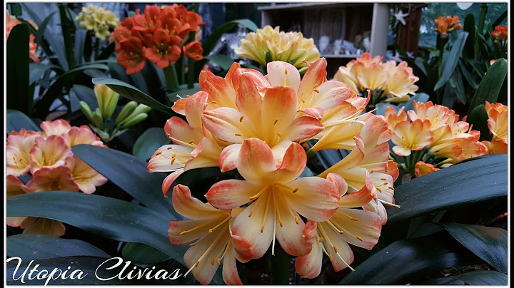 Amazing Clivias in flower - DayDayNews