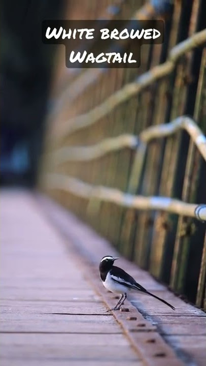 Wagtail on a bridge #wagtail #bridge #hanging #birds #bird #nature #chirping #song #tulunadu