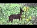 Roe Deer Barking