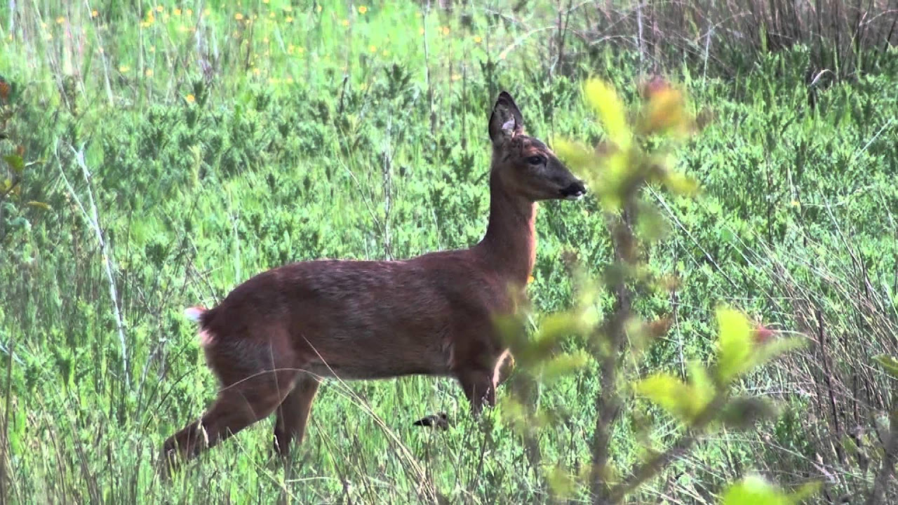 Roe Deer Barking