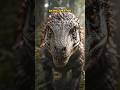 🦖 Achillobator: The Giant Raptor Bigger Than Velociraptor! #Shorts