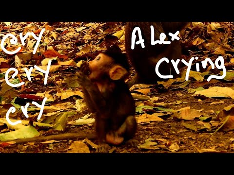 happy monkey münster speisekarte CRY Cry Cry ............Alex cry find mother april,