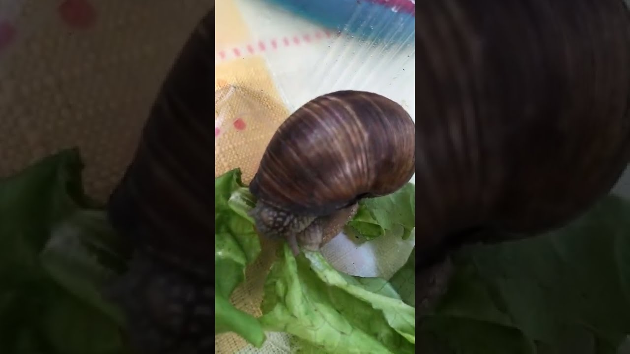 Ślimak Winniczek je sałatę - Łono Natury #10 