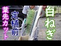 白ねぎの定植前葉先カットと殺菌剤灌注19/5/10＃673 の動画、YouTube動画。