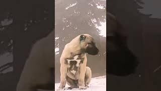 Tik Tok Kangal Köpek Videoları#shorts