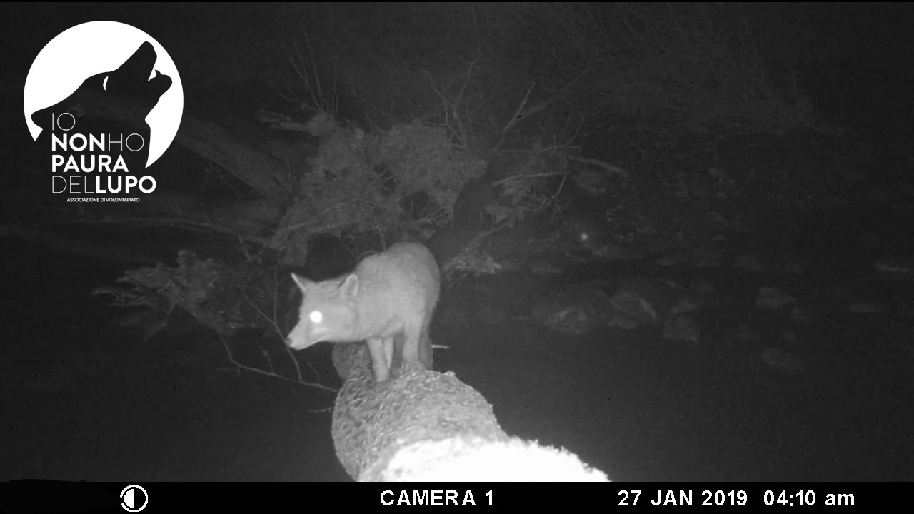 Il tronco e la piena del fiume Taro