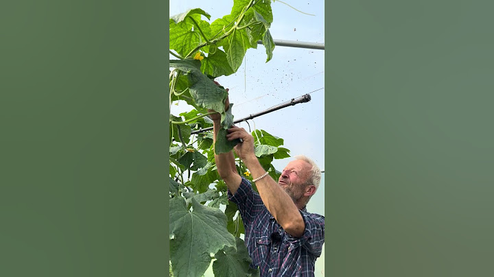 Cucumbers, training cordon plants for a whole season of harvests