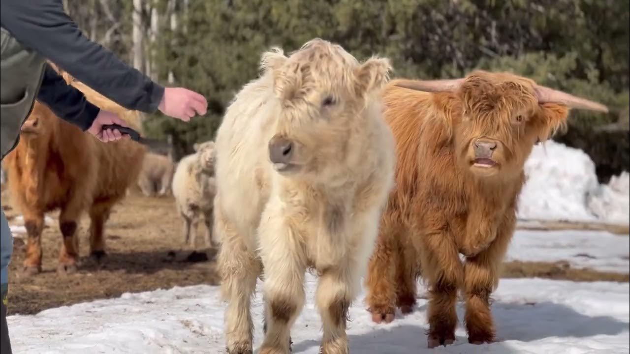 Highland Cow – HappyAK