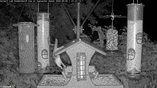 Flying Squirrel Not Too Graceful Landing ... Cornell Lab FeederWatch Cam at Sapsucker Woods